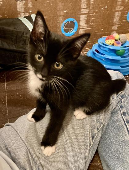 Enlarge Cinder, a Adoptable Domestic Short Hair in Lawrenceville, GA image 1/3