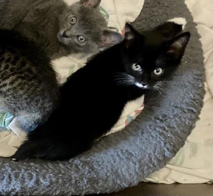 Enlarge Cinder, a Adoptable Domestic Short Hair in Lawrenceville, GA image 2/3