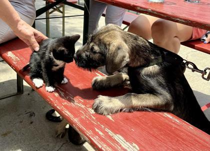 Enlarge Cinder, a Adoptable Domestic Short Hair in Lawrenceville, GA image 3/3