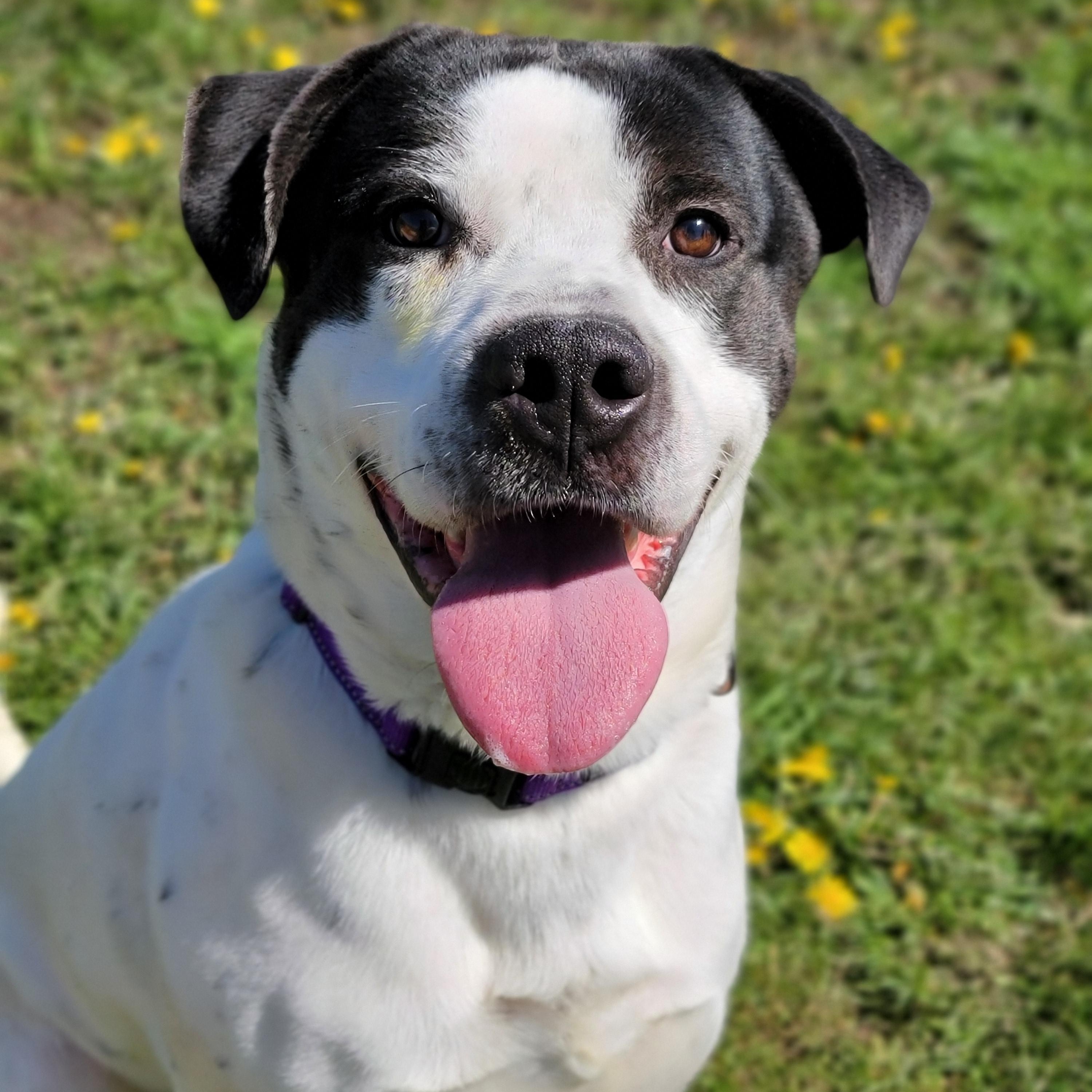 Enlarge Jethro, a Adoptable mixed breed in Hornell, NY image 1/2