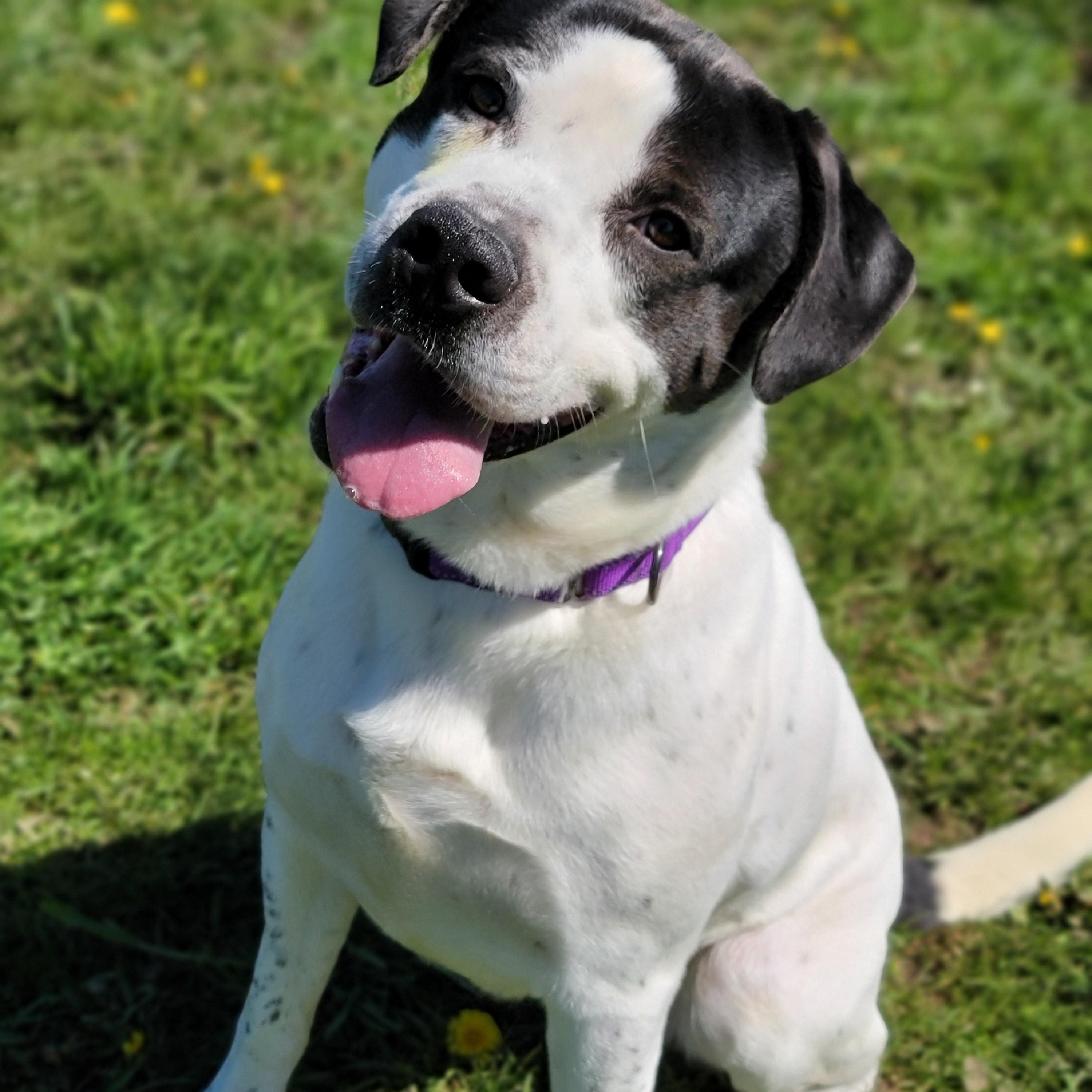 Enlarge Jethro, a Adoptable mixed breed in Hornell, NY image 2/2