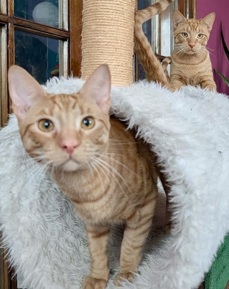 Ozzy Bonded Pair With Bowie