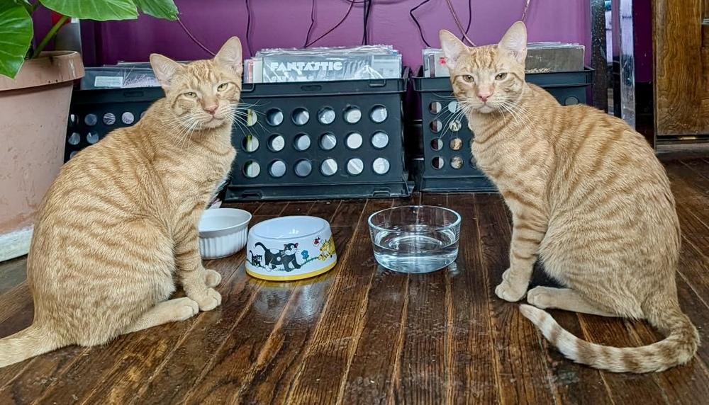 Ozzy Bonded Pair With Bowie — thumbnail 5