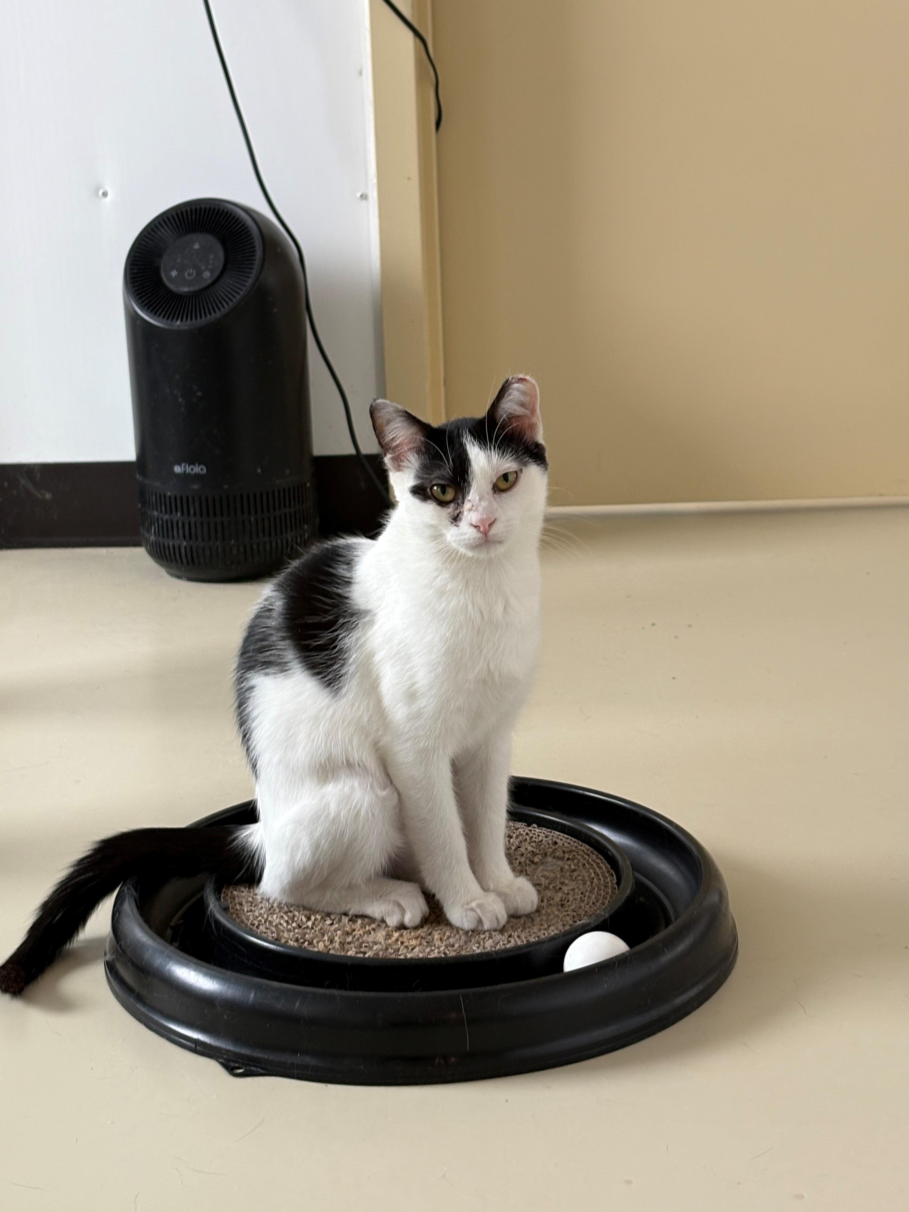Bailey, Young Female Domestic Short Hair