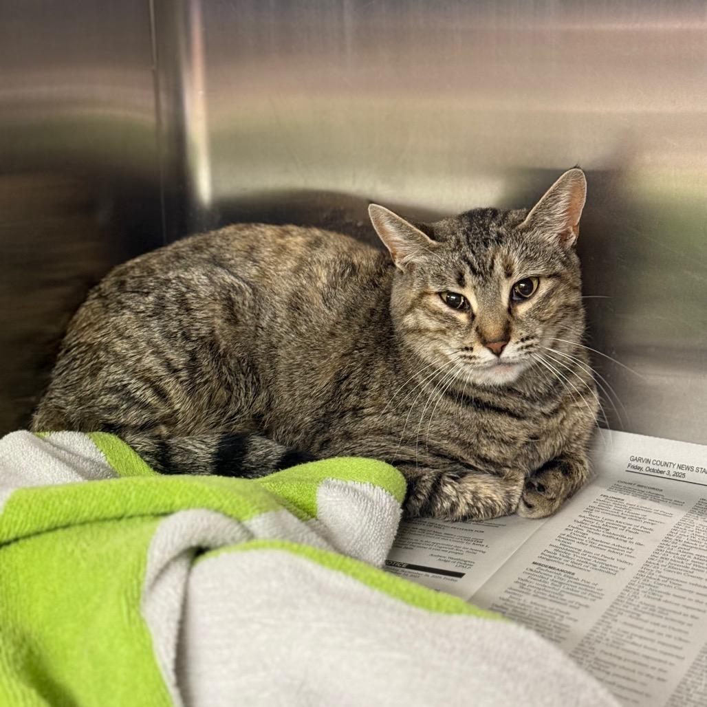 B.K., Adoptable, Adult Female Domestic Short Hair.