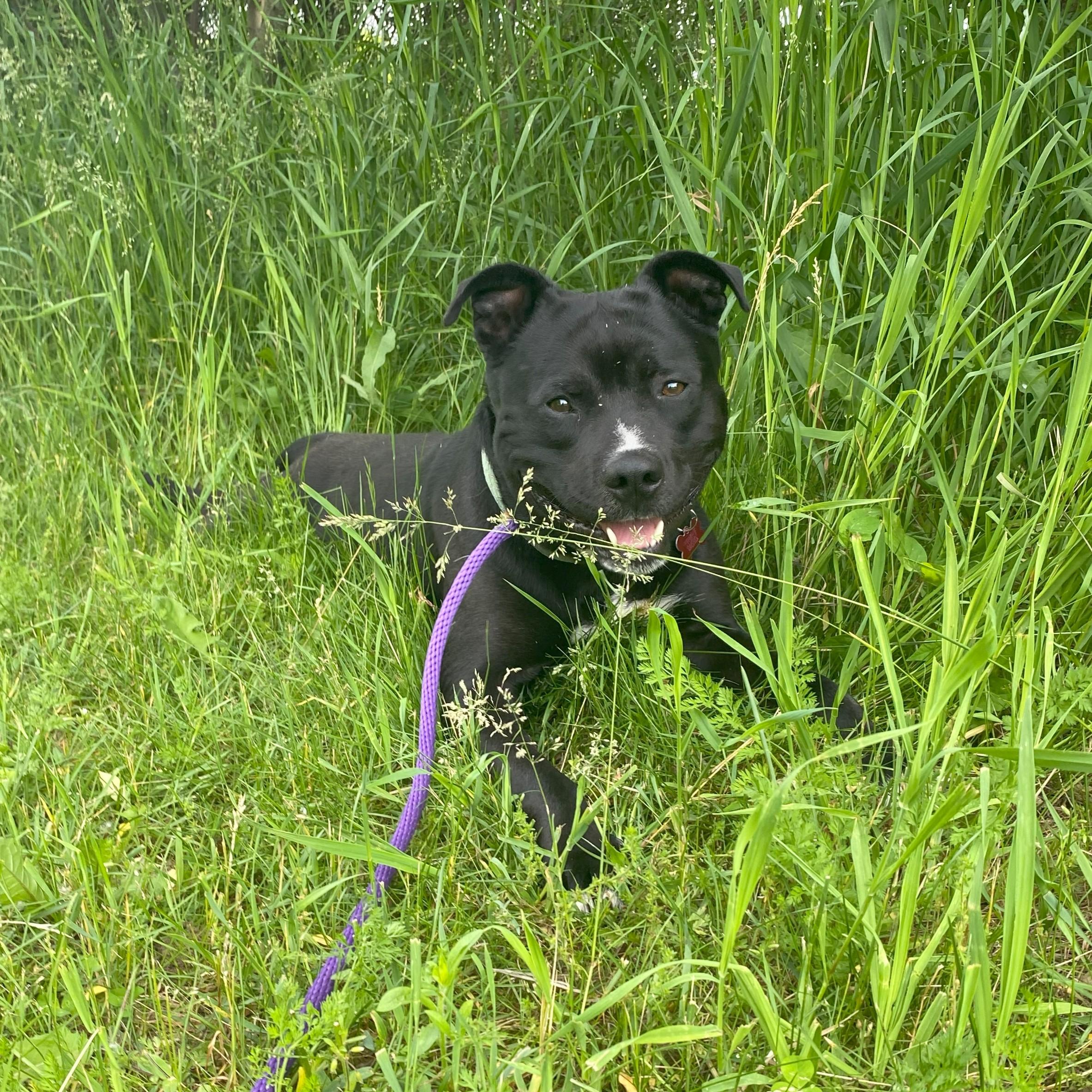 Mr. Snuggles photo 4