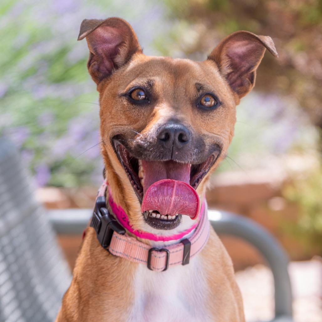 Twix, Adoptable, Adult Female Pit Bull Terrier & Chihuahua.