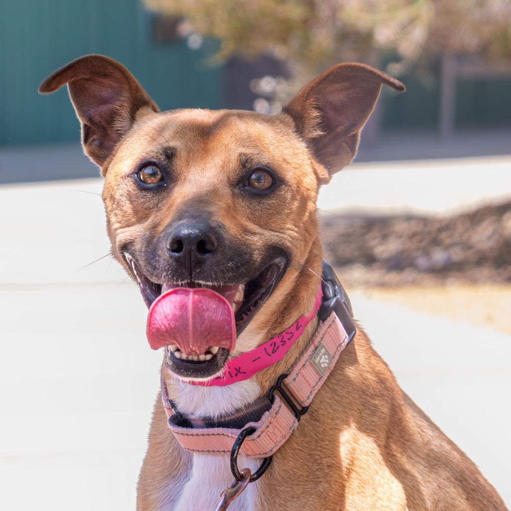 Enlarge Twix, a Adoptable mixed breed in Albuquerque, NM image 2/6