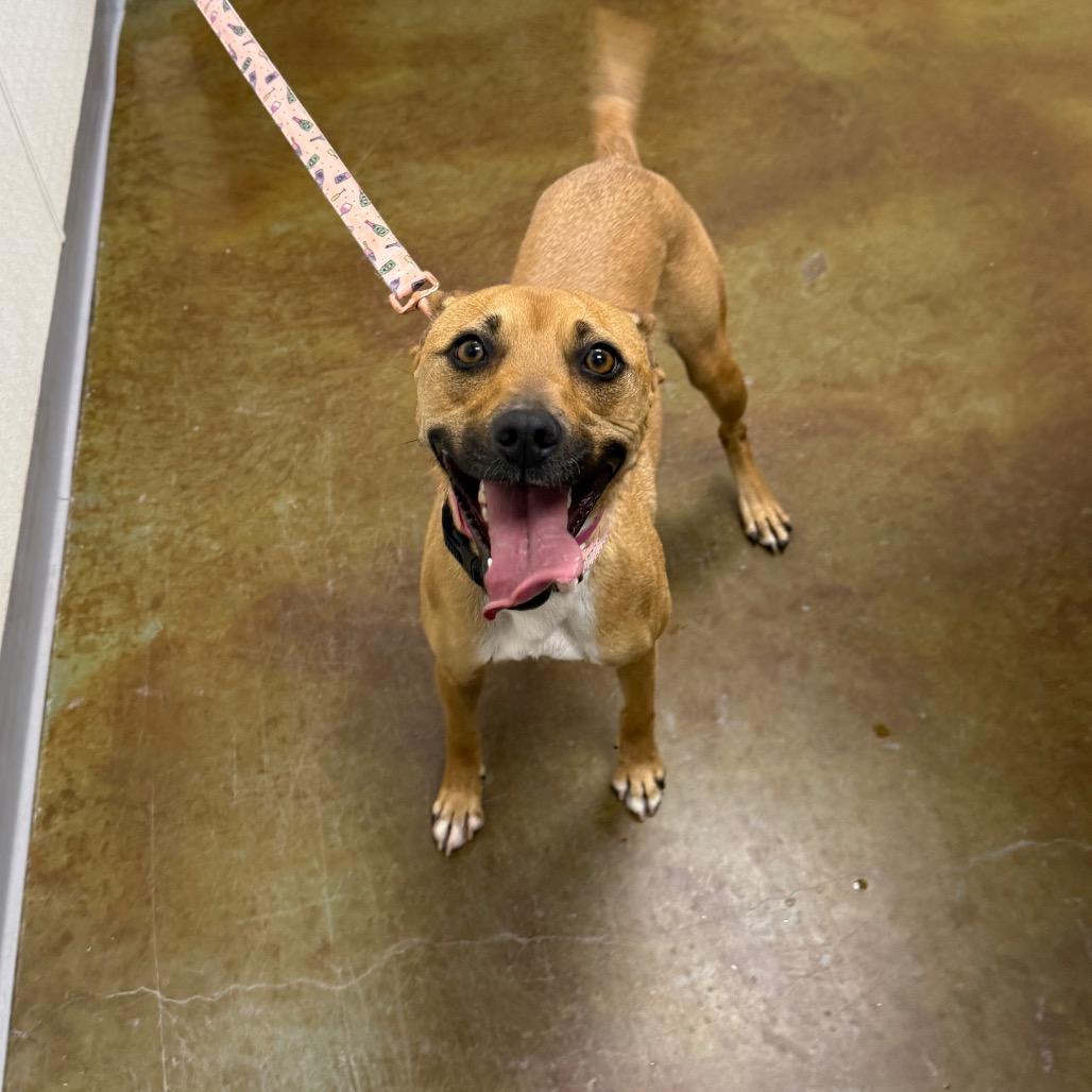 Enlarge Twix, a Adoptable mixed breed in Albuquerque, NM image 3/6