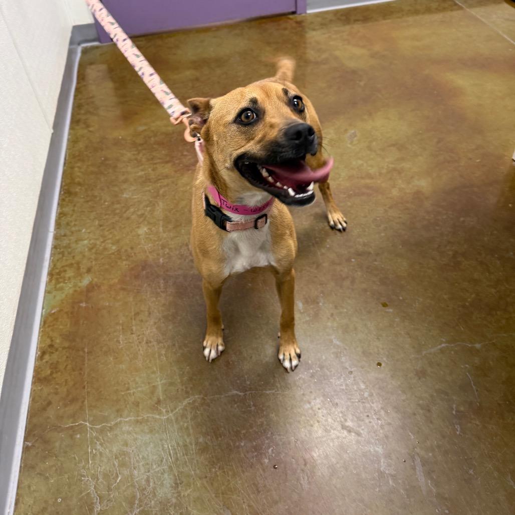 Enlarge Twix, a Adoptable mixed breed in Albuquerque, NM image 4/6