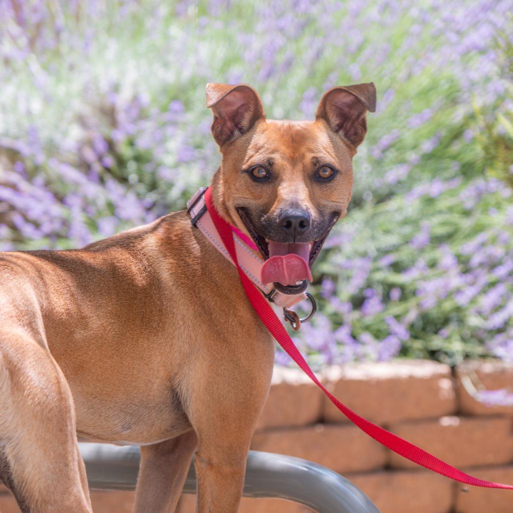 Enlarge Twix, a Adoptable mixed breed in Albuquerque, NM image 5/6