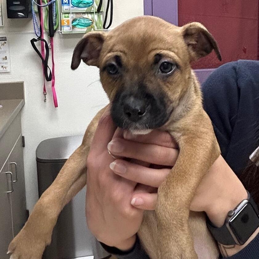Enlarge Twix, a Adoptable mixed breed in Albuquerque, NM image 6/6