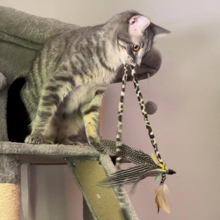 William - Bonded to Henry, Adoptable, Young Male Domestic Short Hair.