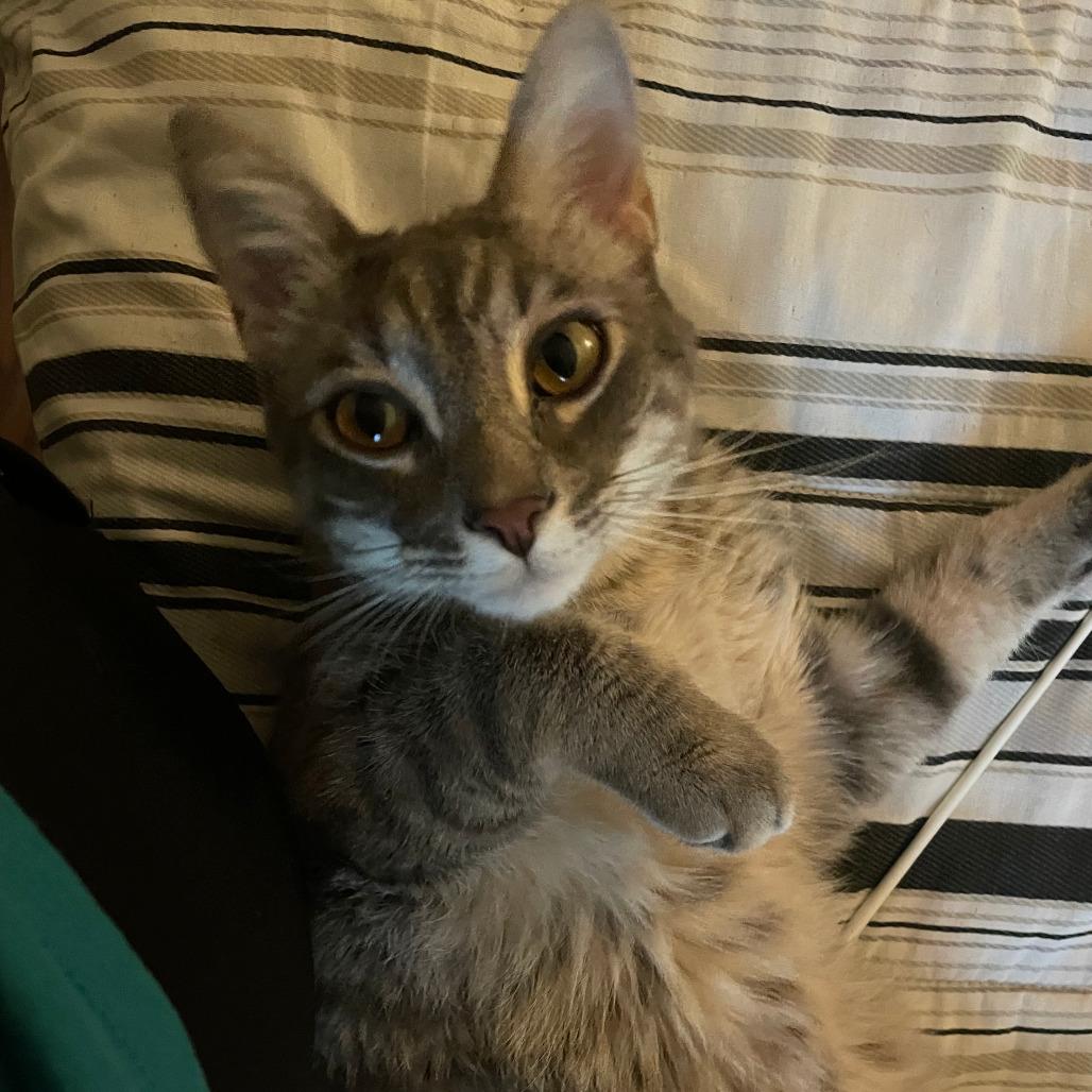 William - Bonded to Henry, a Adoptable Domestic Short Hair in Middleton, WI image 2/3