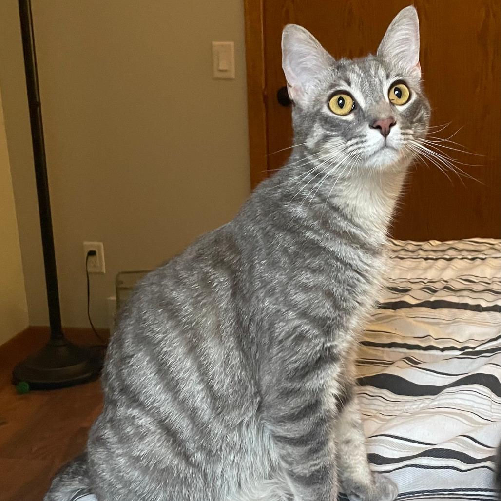 William - Bonded to Henry, a Adoptable Domestic Short Hair in Middleton, WI image 3/3