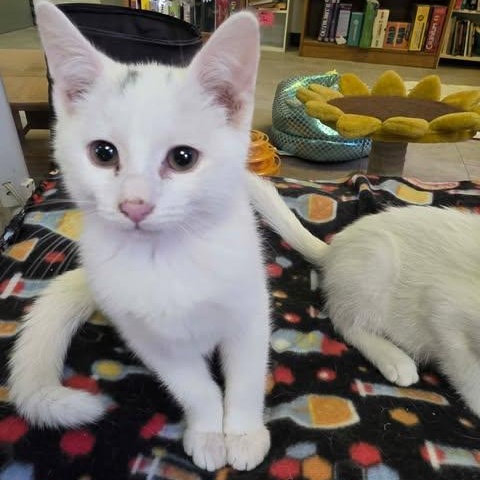 Enlarge Arctic, an adopted Domestic Short Hair in Fulton, NY image 4/5