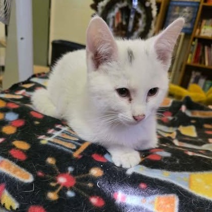 Enlarge Arctic, an adopted Domestic Short Hair in Fulton, NY image 3/5