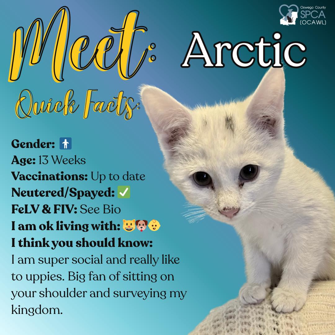 Arctic, adopted, Young Male Domestic Short Hair.