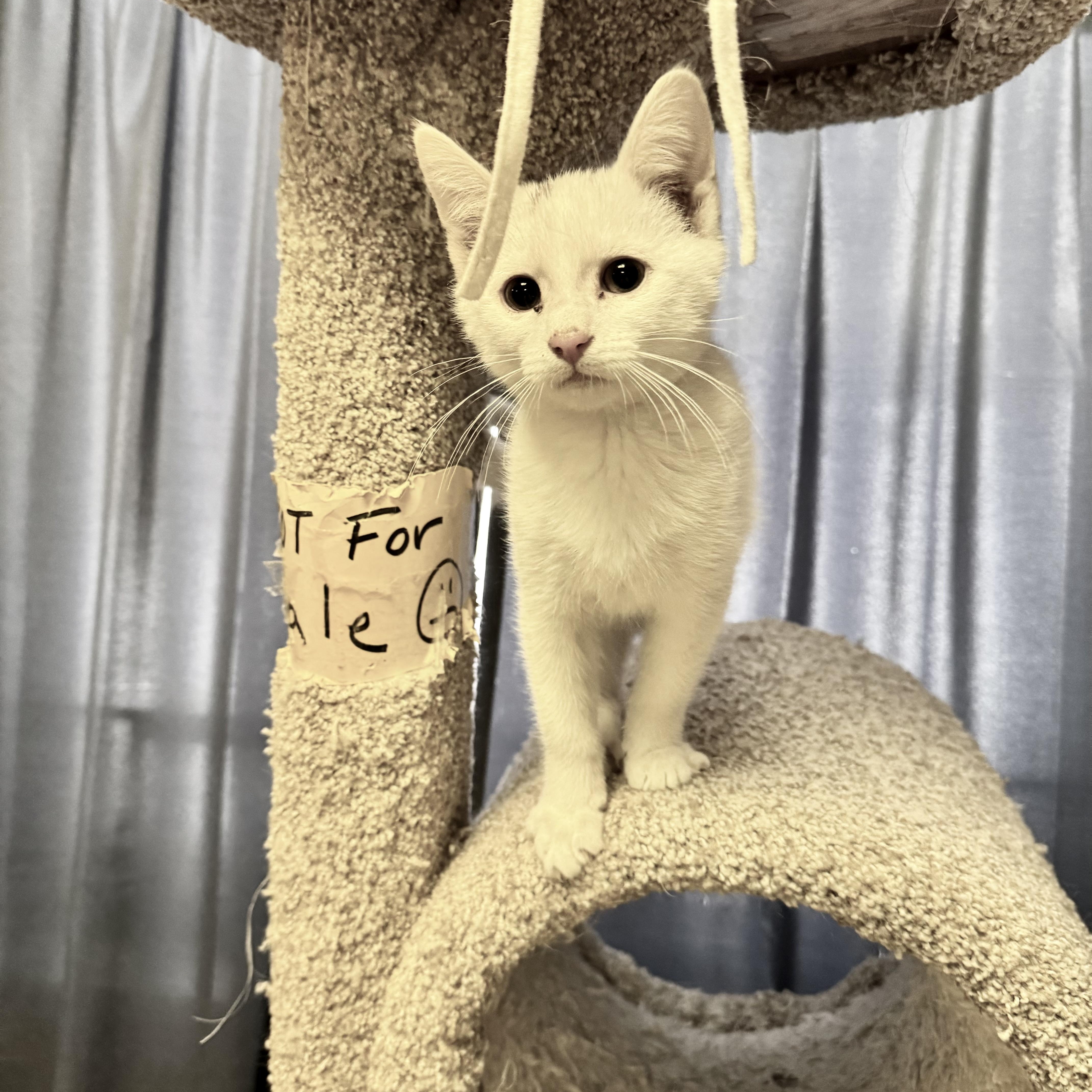 Enlarge Arctic, an adopted Domestic Short Hair in Fulton, NY image 2/5
