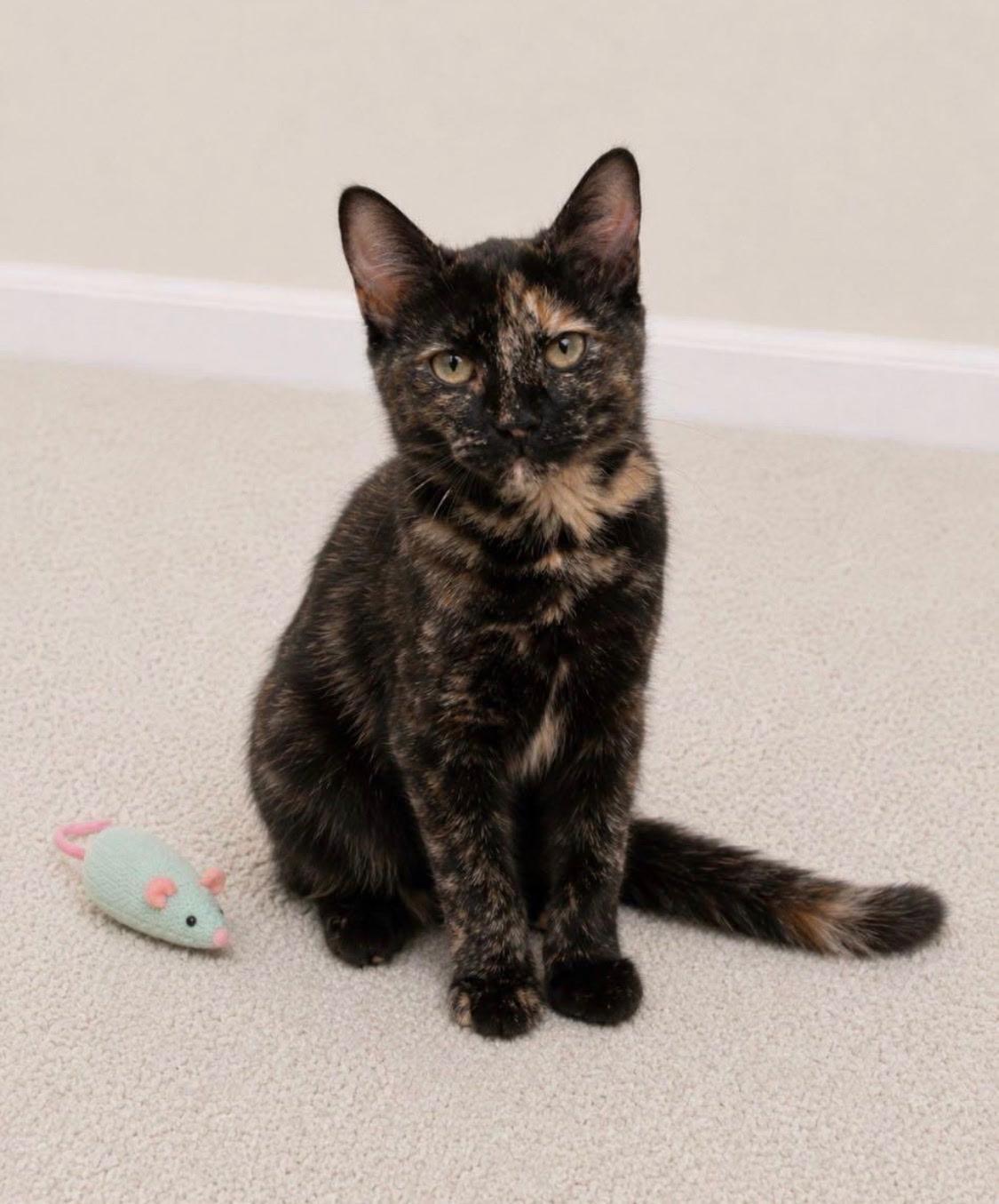 Stella, Adoptable, Kitten Female Tortoiseshell.
