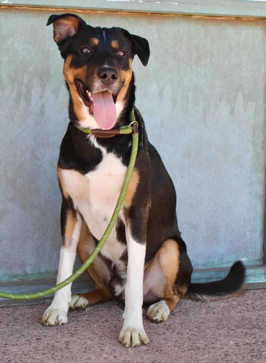 Enlarge Buddy, a ADOPTABLE mixed breed in Albuquerque, NM image 5/5