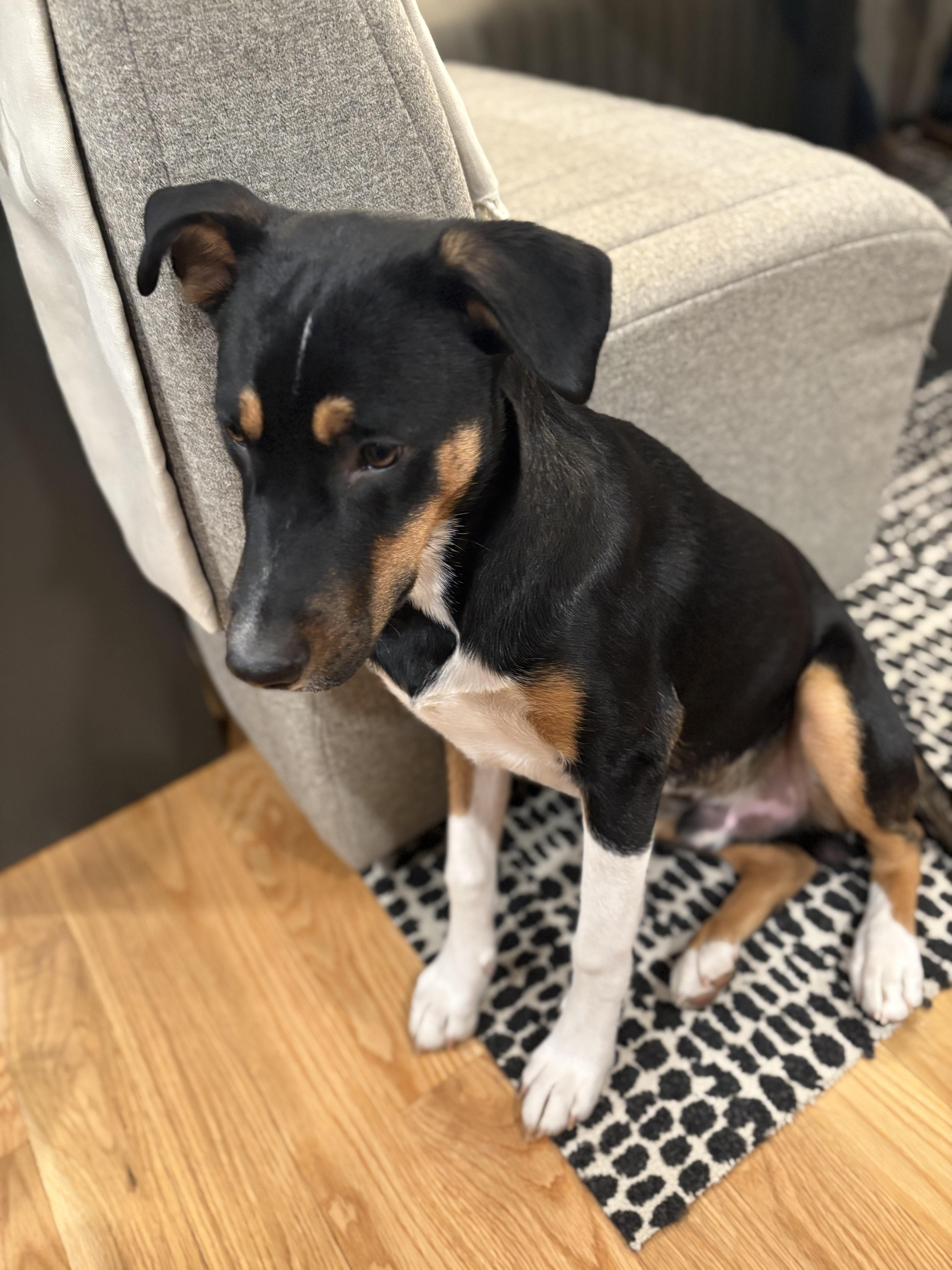 Buddy, a ADOPTABLE mixed breed in Albuquerque, NM image 5/5