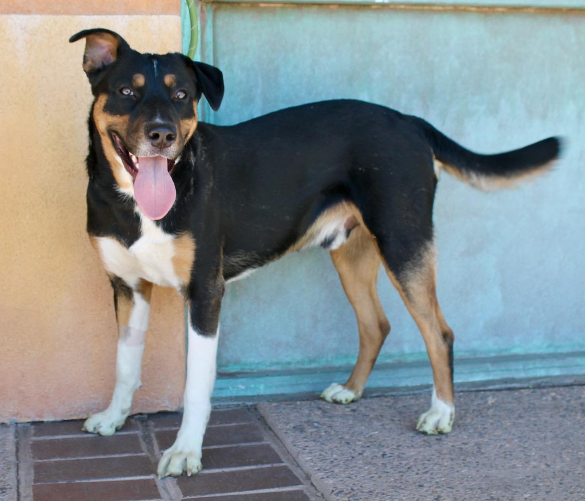Enlarge Buddy, a ADOPTABLE mixed breed in Albuquerque, NM image 3/5