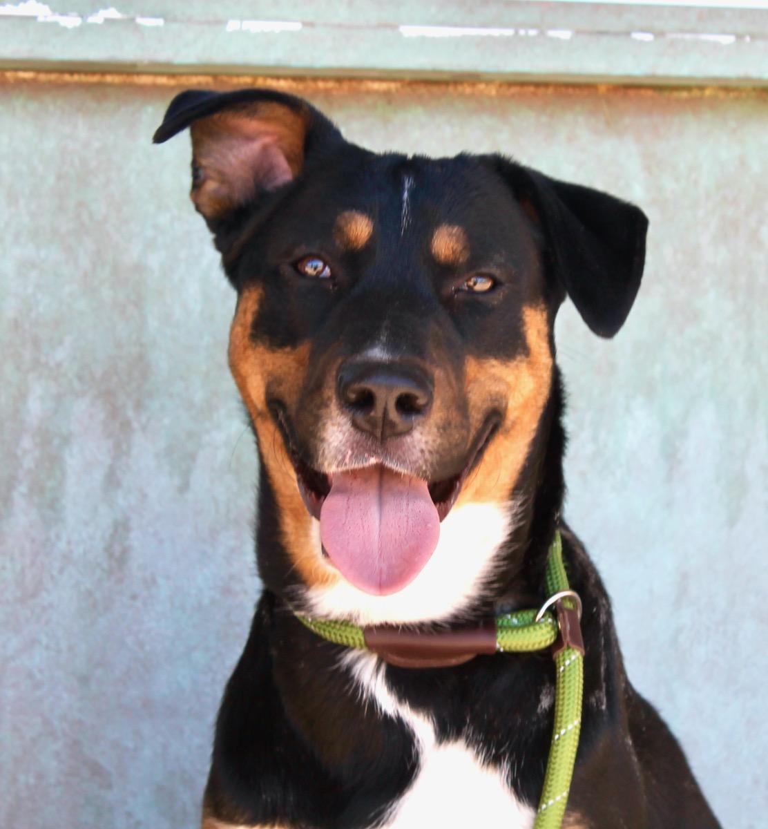 Enlarge Buddy, a ADOPTABLE mixed breed in Albuquerque, NM image 1/5