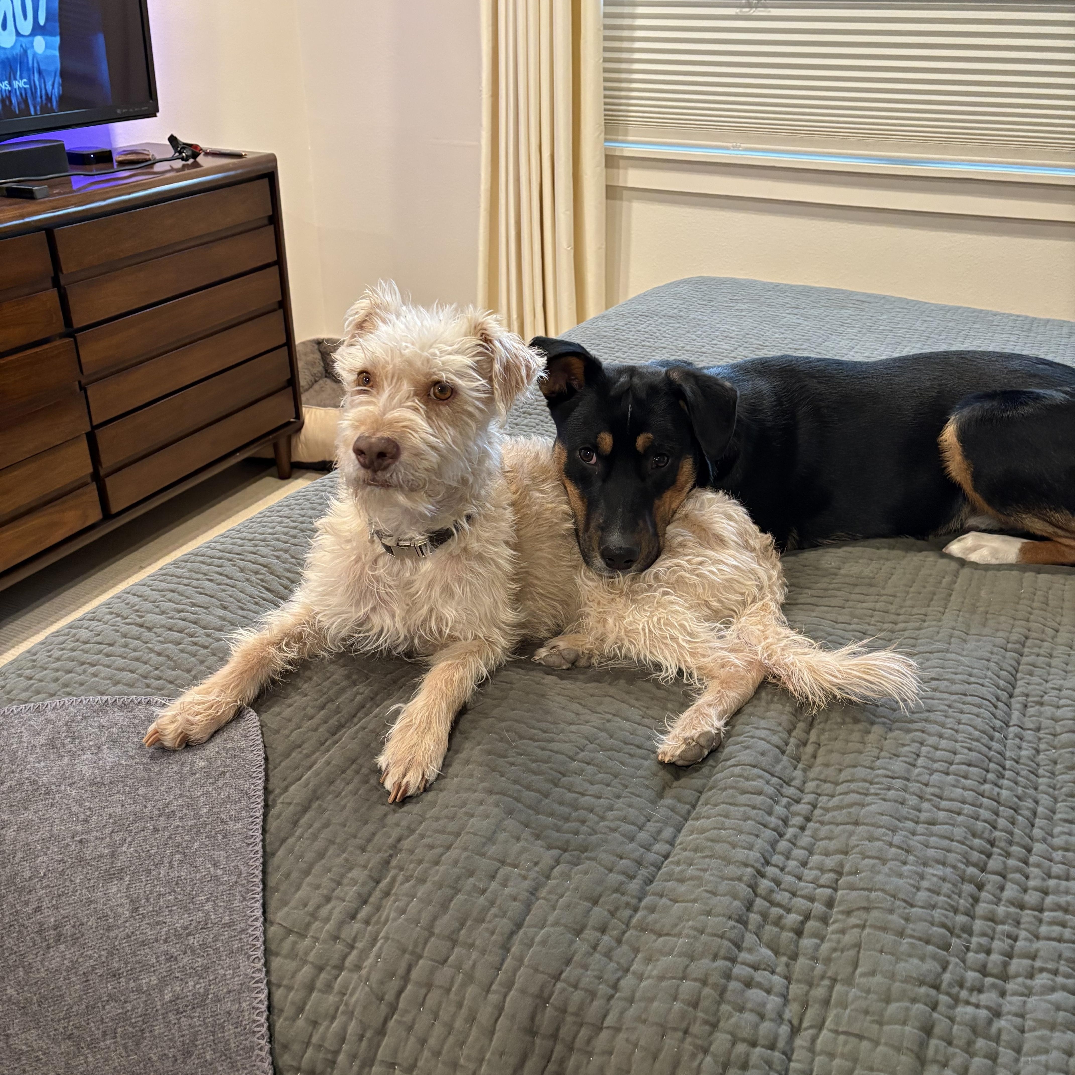 Buddy, a ADOPTABLE mixed breed in Albuquerque, NM image 3/5