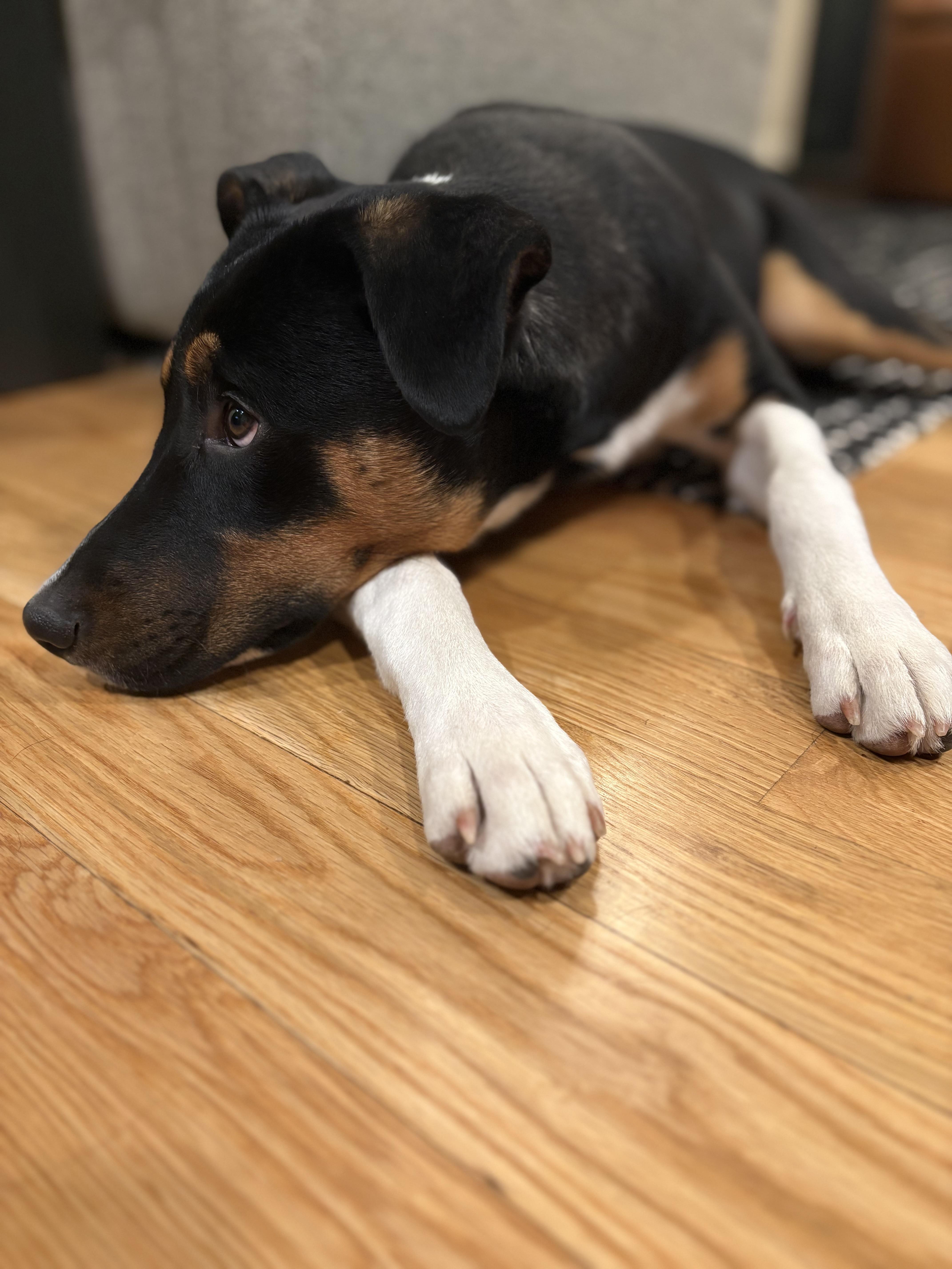 Buddy, ADOPTABLE, Young Male Labrador Retriever & Shepherd.