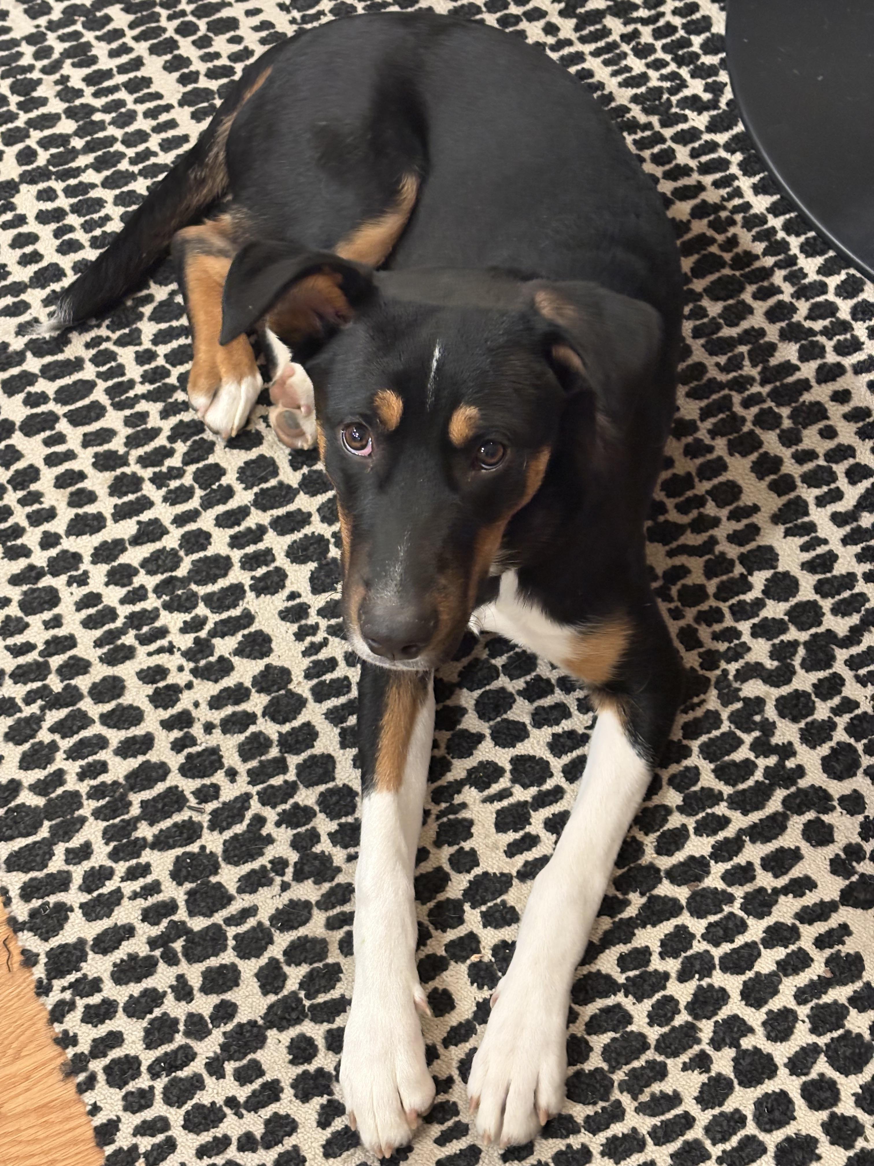 Buddy, a ADOPTABLE mixed breed in Albuquerque, NM image 4/5