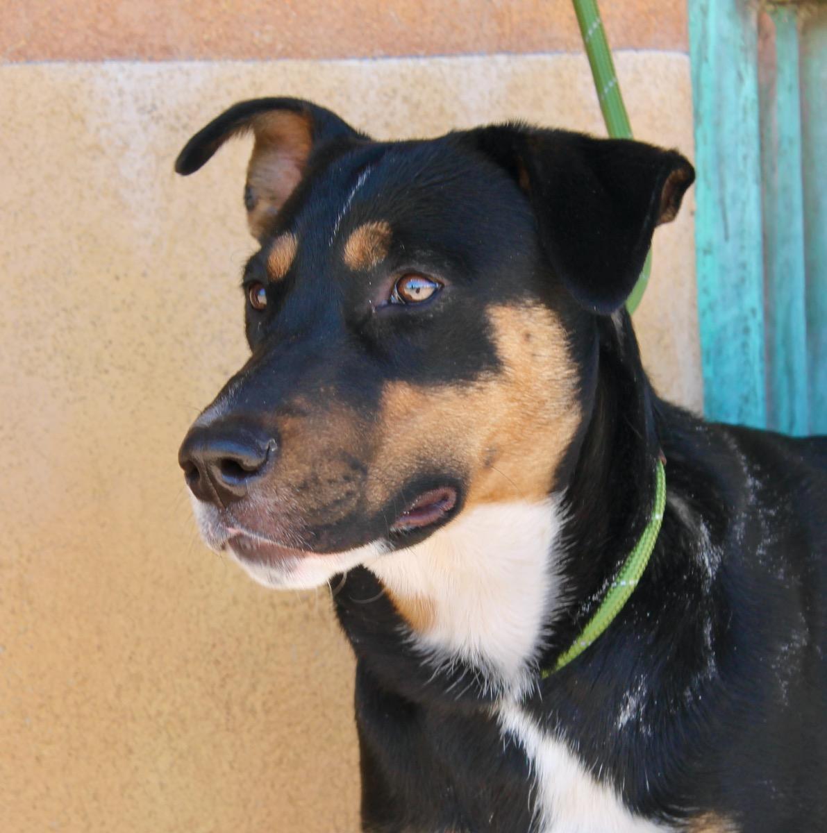 Enlarge Buddy, a ADOPTABLE mixed breed in Albuquerque, NM image 4/5
