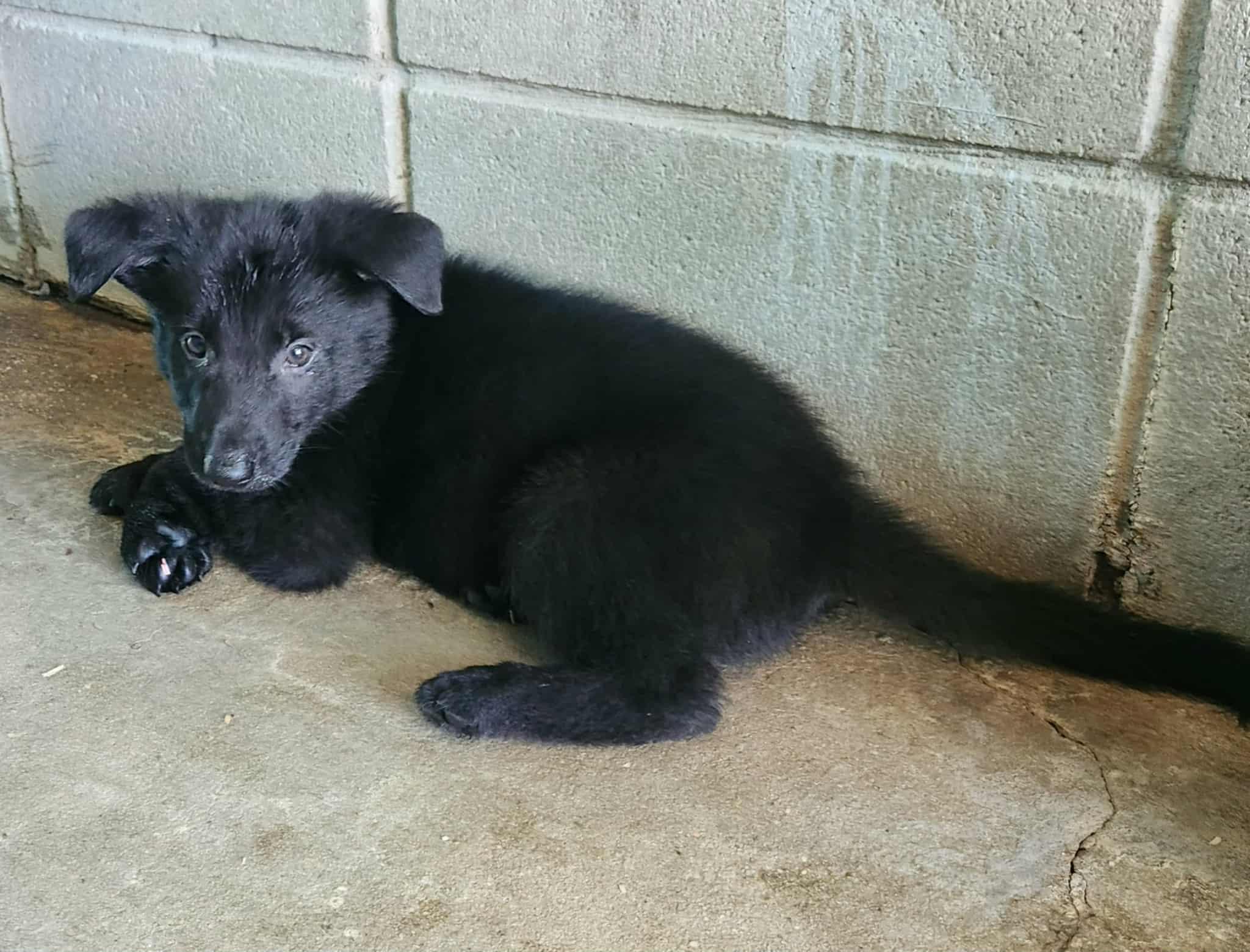 NOVA Sol, a Adoptable German Shepherd Dog in Kaplan, LA image 2/2