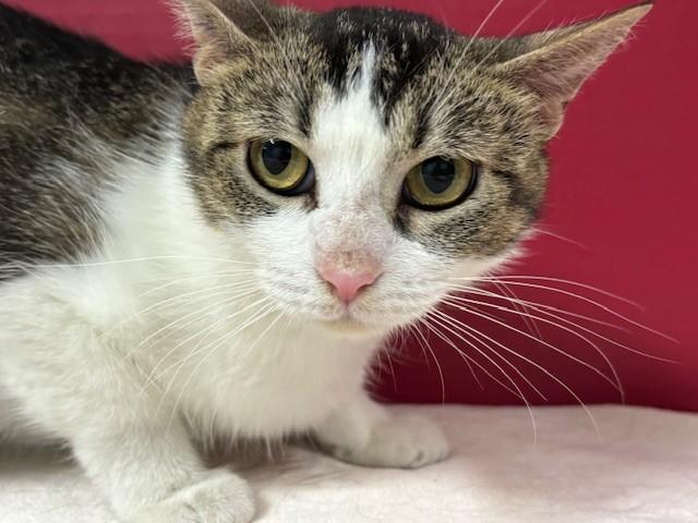 Enlarge Sunscreen, a Adoptable Domestic Short Hair in Hawk Point, MO image 3/4