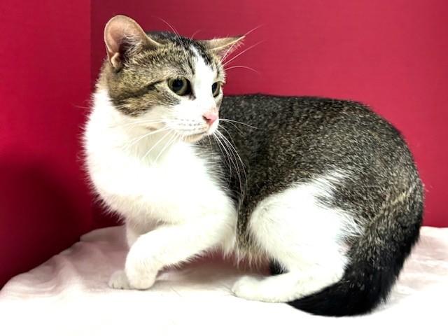 Enlarge Sunscreen, a Adoptable Domestic Short Hair in Hawk Point, MO image 2/4