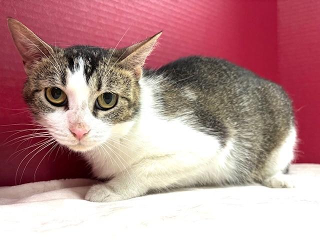 Enlarge Sunscreen, a Adoptable Domestic Short Hair in Hawk Point, MO image 1/4