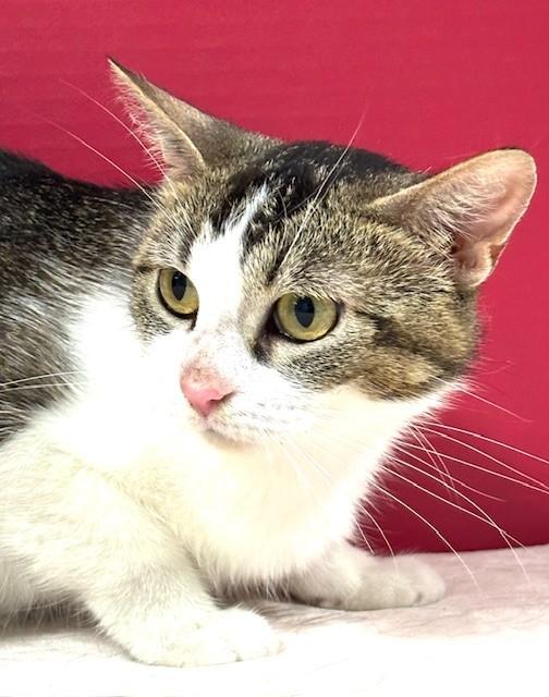 Enlarge Sunscreen, a Adoptable Domestic Short Hair in Hawk Point, MO image 4/4