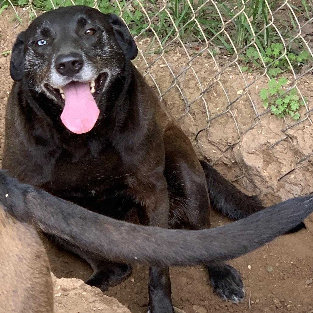 Katie, Adoptable, Adult Female Labrador Retriever.