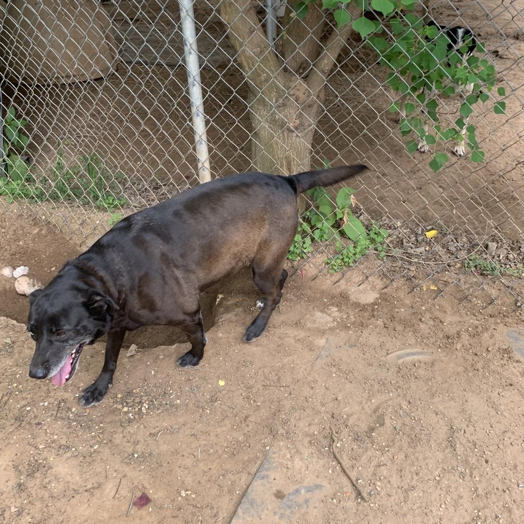 Katie, a Adoptable Labrador Retriever in Hearne, TX image 2/2