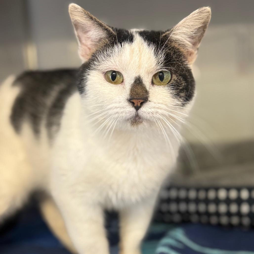 Alwin, Adoptable, Adult Male Domestic Short Hair.