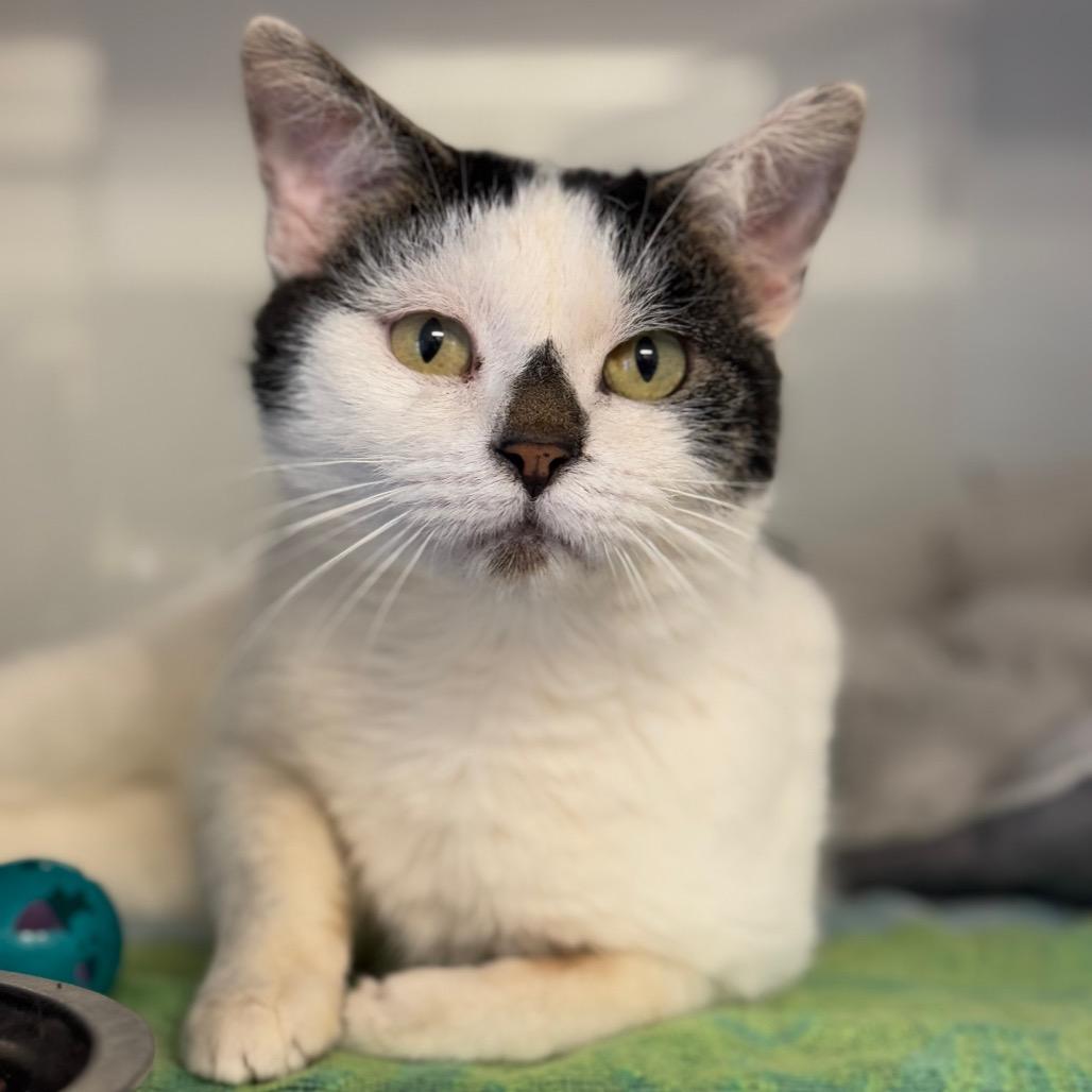 Enlarge Alwin, a Adoptable Domestic Short Hair in Ridgely, MD image 2/4