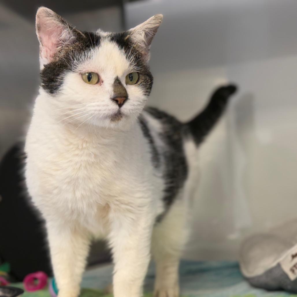 Enlarge Alwin, a Adoptable Domestic Short Hair in Ridgely, MD image 3/4