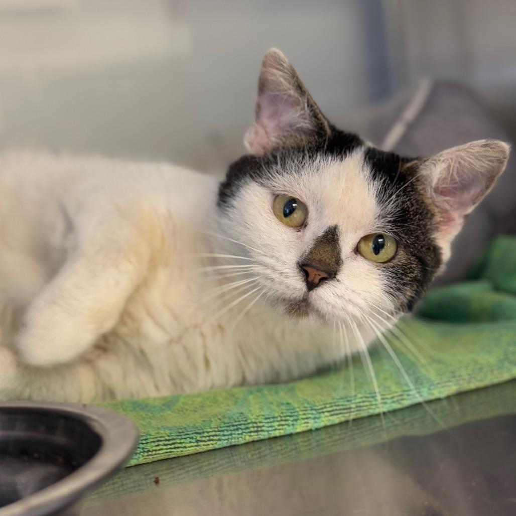 Enlarge Alwin, a Adoptable Domestic Short Hair in Ridgely, MD image 4/4