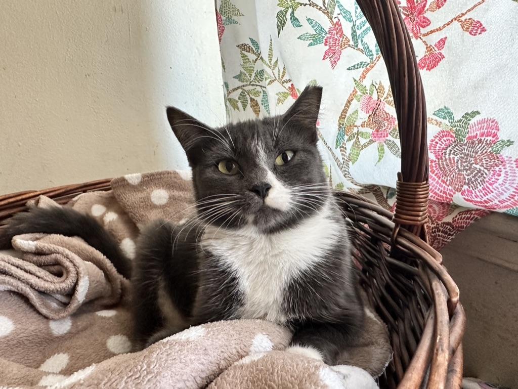 Azalea, adoptable, Young Female Domestic Short Hair.