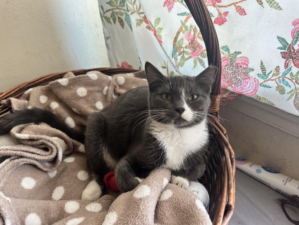 Enlarge Azalea, an adoptable Domestic Short Hair in Inglewood, CA image 2/3