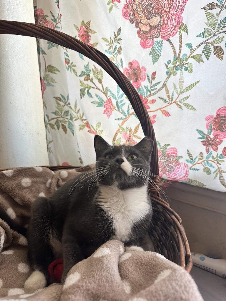 Enlarge Azalea, an adoptable Domestic Short Hair in Inglewood, CA image 3/3