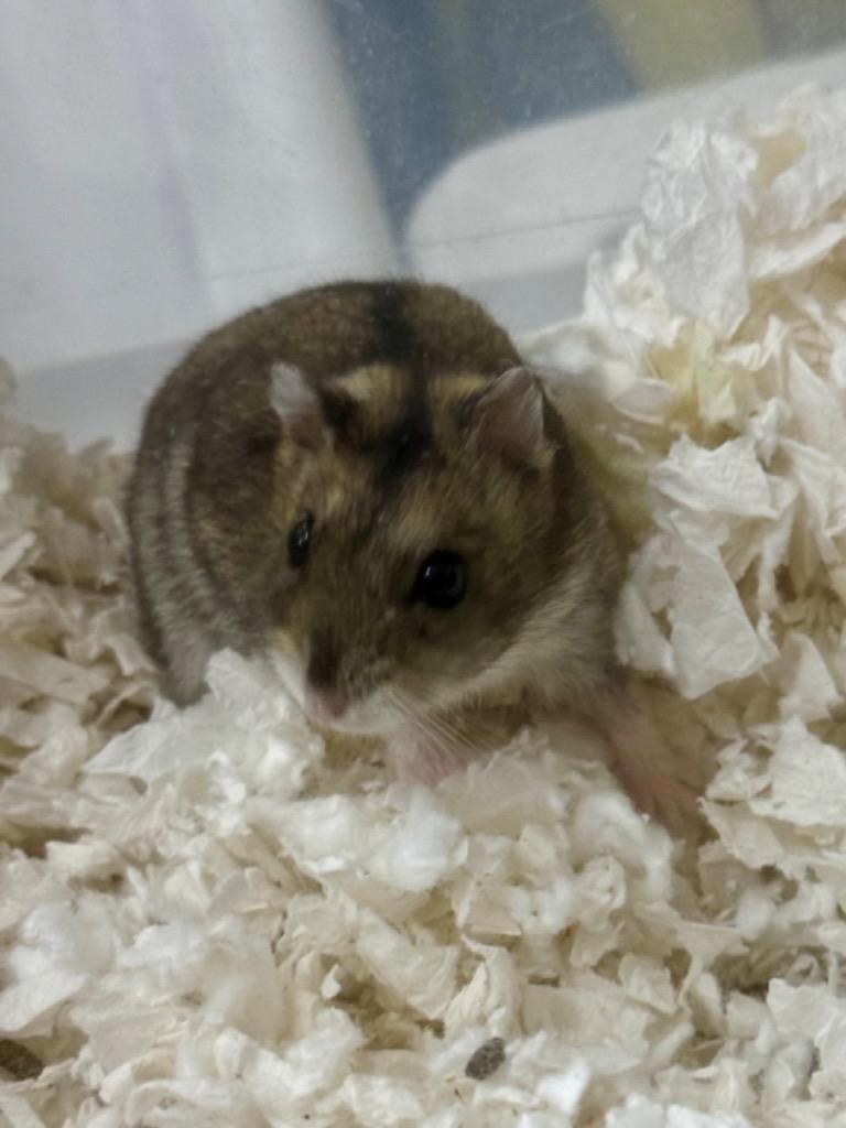 Enlarge Cotija, a Adoptable Hamster in Indianapolis, IN image 1/1
