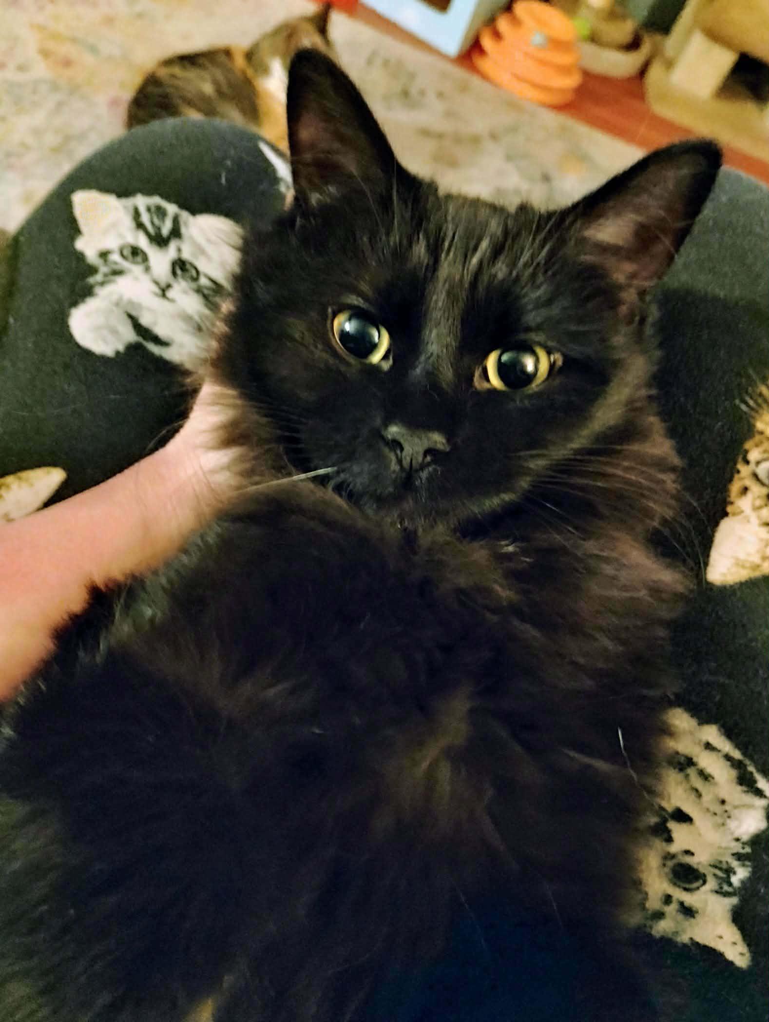 Eleanor - "The Diva" - Courtesy Post, adoptable, Kitten Female Domestic Medium Hair.