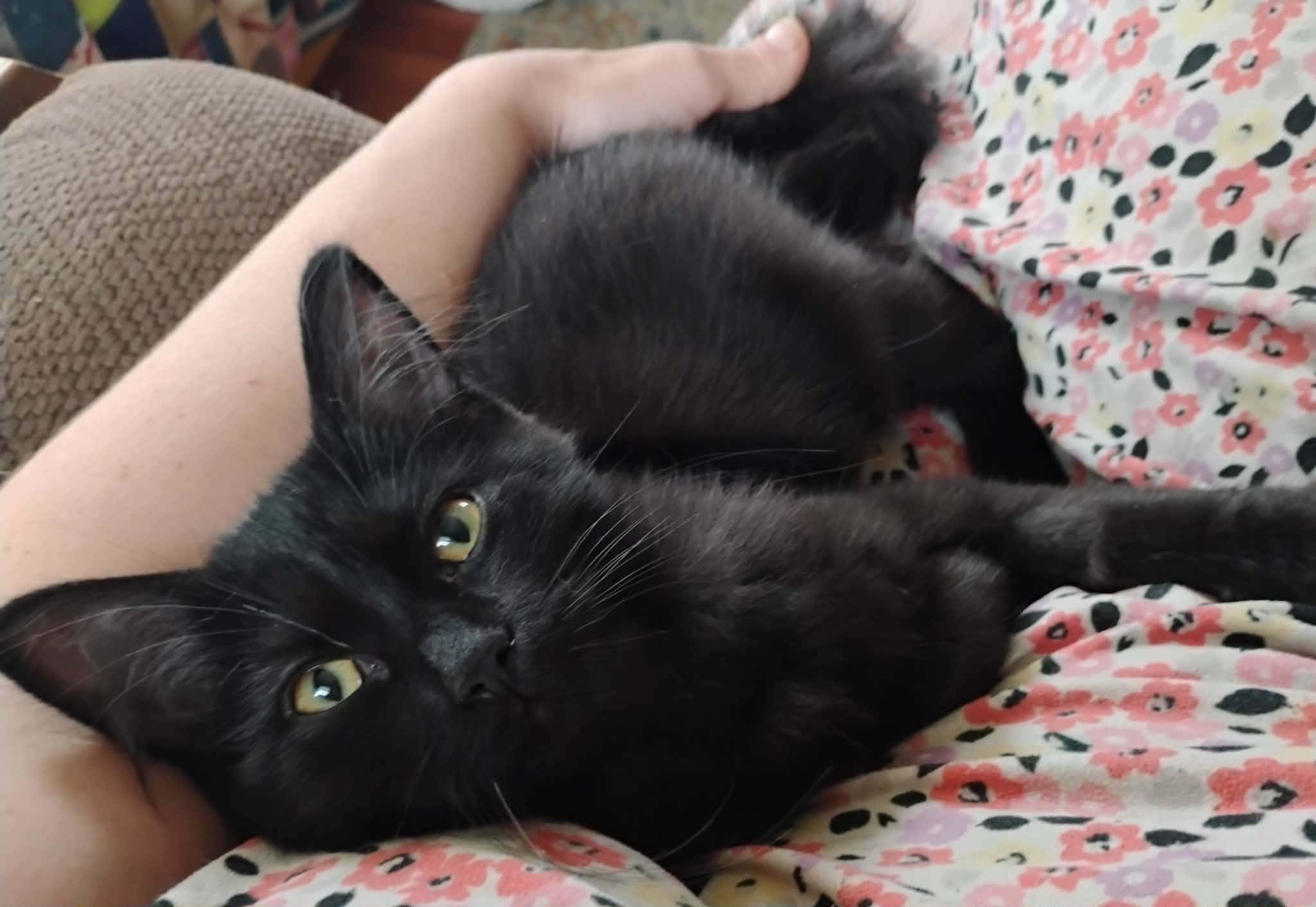 Enlarge Eleanor - "The Diva" - Courtesy Post, an adoptable Domestic Medium Hair in Anoka, MN image 3/6