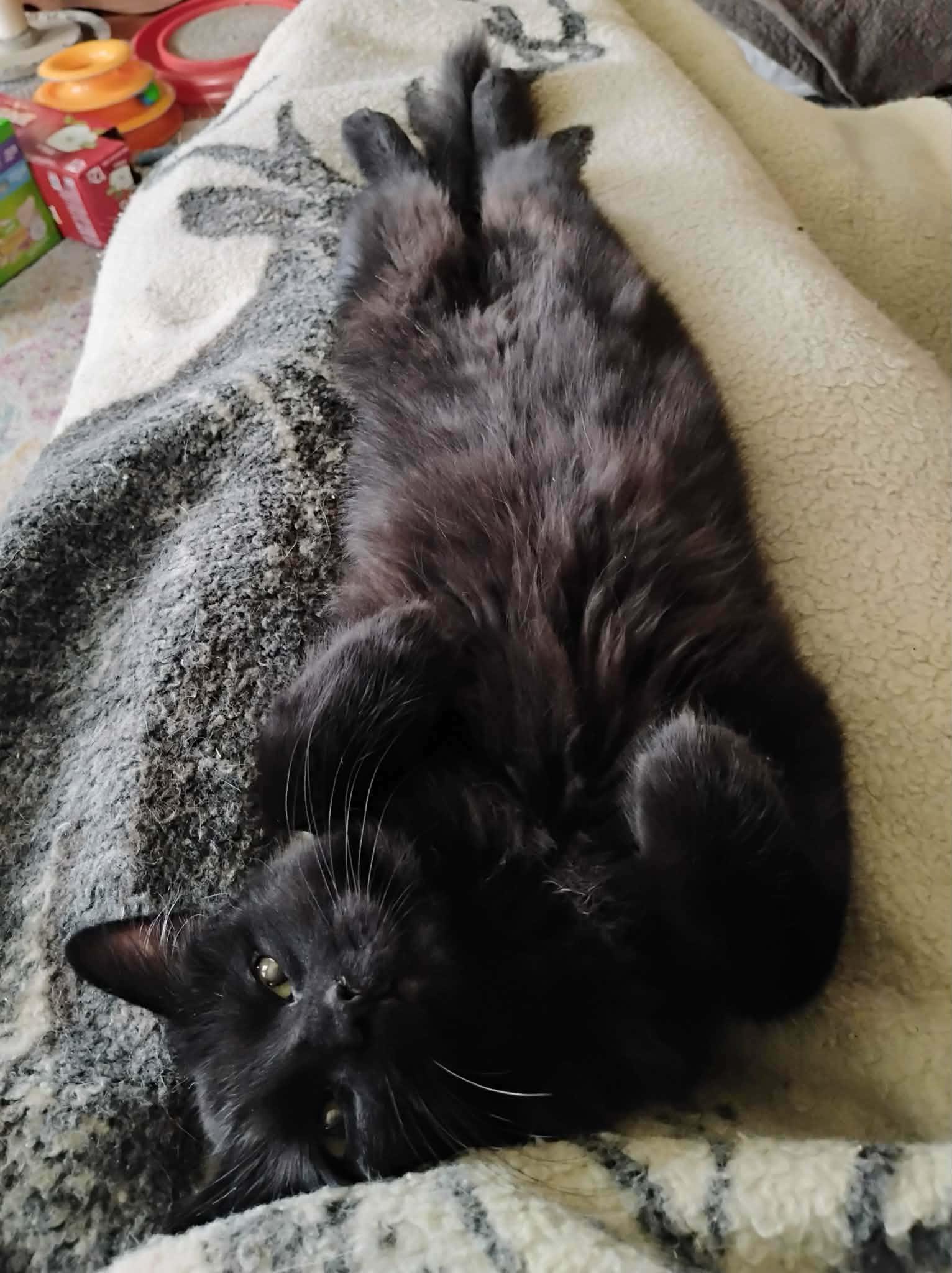 Enlarge Eleanor - "The Diva" - Courtesy Post, an adoptable Domestic Medium Hair in Anoka, MN image 5/6